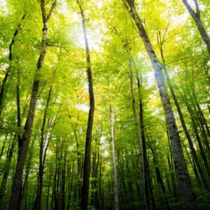 La “Giornata Internazionale delle Foreste” 2025 celebra in tutto il mondo il loro legame con il cibo