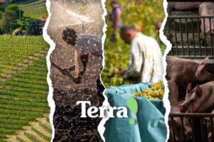 Il caporalato è forte anche nelle campagne del Nord Italia: i numeri e i problemi del fenomeno  