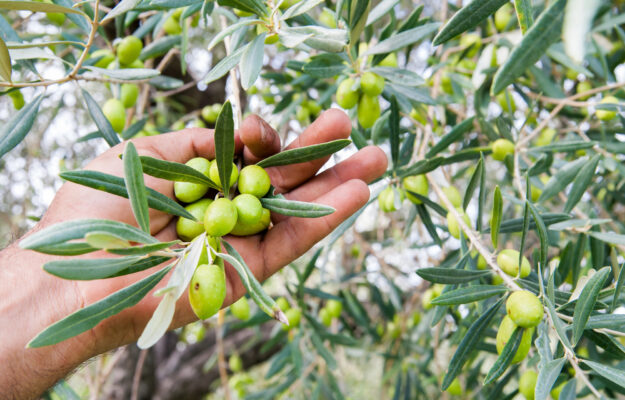 Coldiretti, OLIO EVO, SOL2EXPO, UNAPROL, VERONAFIERE, Non Solo Vino