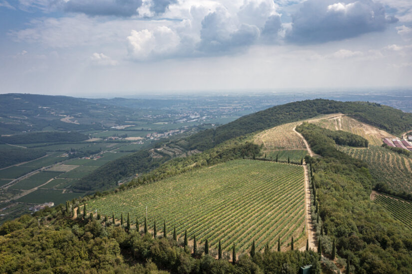 I filari di Cascina San Vincenzo di Pasqua Vini