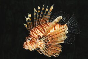 Dalla triglia tropicale al pesce scorpione, quasi 100 specie “aliene” hanno invaso i nostri mari