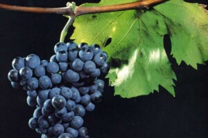 Il Friuli celebra il World Pignolo Day a Udine, l&rsquo;antico vitigno autoctono rinato pi&ugrave; forte di prima