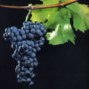 Il Friuli celebra il World Pignolo Day a Udine, l&rsquo;antico vitigno autoctono rinato pi&ugrave; forte di prima