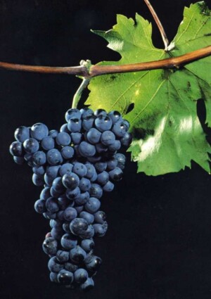 Il Friuli celebra il World Pignolo Day a Udine, l&rsquo;antico vitigno autoctono rinato pi&ugrave; forte di prima