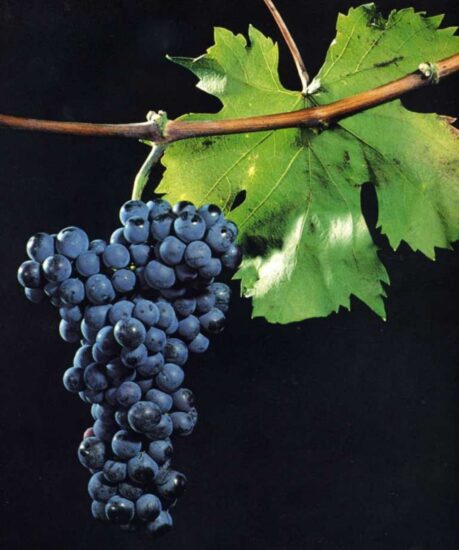 “World Pignolo Day” 2025, con la più grande degustazione dedicata al vino friulano ad Udine