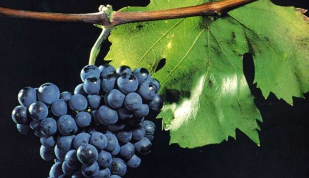 Il Friuli celebra il World Pignolo Day a Udine, l&rsquo;antico vitigno autoctono rinato pi&ugrave; forte di prima