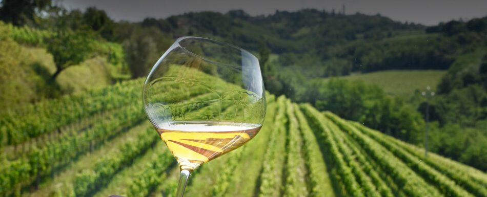 “Benvenuto Arneis” all’Enoteca Regionale del Roero a Canale con la nuova annata 2024 