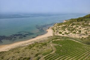 “White Wine Identity”, Settesoli leader of the supply chain contract for sustainable development