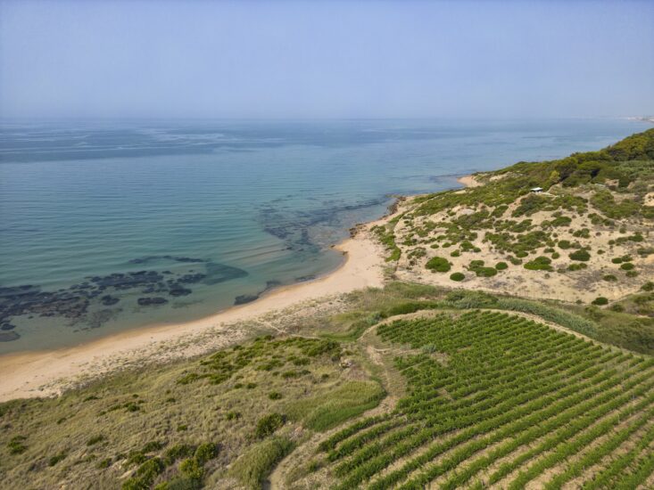 I vigneti della cantina Settesoli che guardano il mare