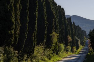 Tenuta San Guido e Cnr stringono un’“alleanza” per il futuro del Viale dei Cipressi di Bolgheri