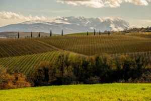 Oltre 33.000 ettari vitati e 118 vitigni, con il Montepulciano in testa (52%): i numeri dell’Abruzzo