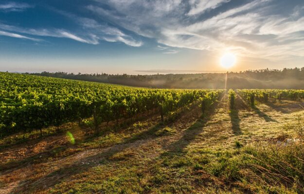 eccesso produzione, SPAGNA, VENDEMMIA VERDE, Mondo