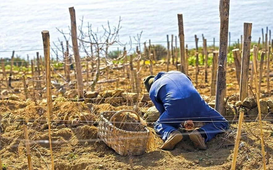 I “Vini delle Coste” a Lucca con i vini dei territori baciati dal sole e bagnati dal mare di tutta Italia