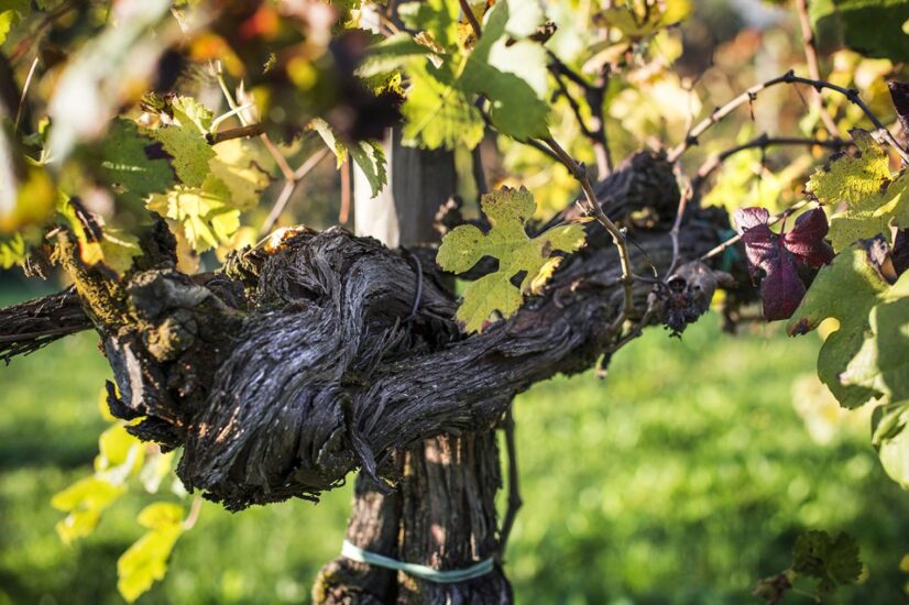 Vistorta nelle “Giornate Fai di Primavera” apre le porte di Villa Brandolini d’Adda in Friuli 