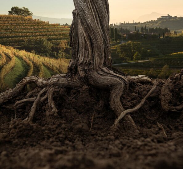 Vinitaly 2025 by WineNews, una “piccola guida” (ph: Regione Friuli Venezia Giulia)