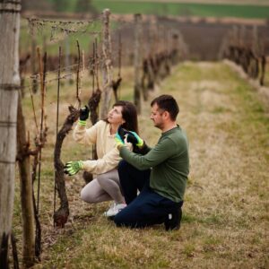 Agricoltura, 1 milione di lavoratori nel 2024 (+2,4% sul 2023), in controtendenza sugli ultimi anni