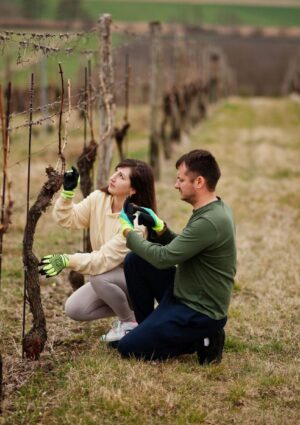 Agricoltura, 1 milione di lavoratori nel 2024 (+2,4% sul 2023), in controtendenza sugli ultimi anni