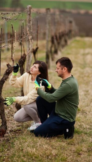 Agricoltura, 1 milione di lavoratori nel 2024 (+2,4% sul 2023), in controtendenza sugli ultimi anni