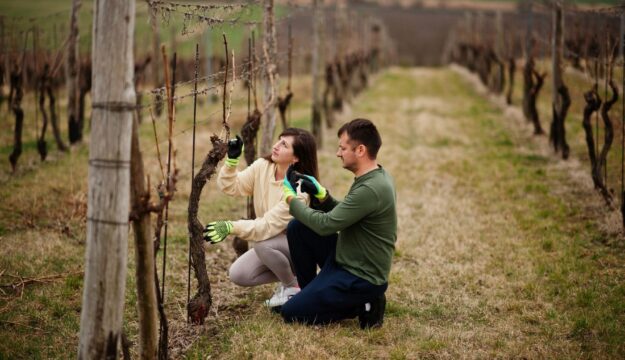 Agricoltura, 1 milione di lavoratori nel 2024 (+2,4% sul 2023), in controtendenza sugli ultimi anni