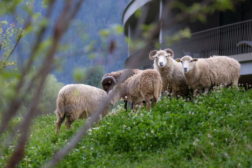 La natura in Alto Adige (credit: Christian Elzenbaumer)