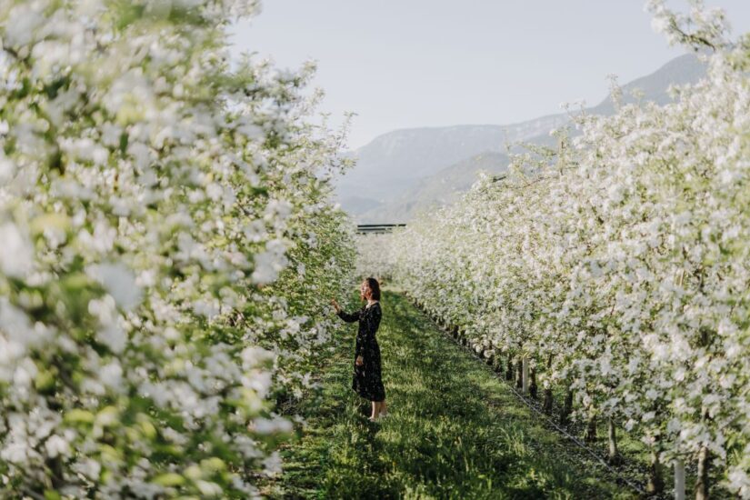 In Alto Adige si celebra la fioritura dei meli con “Lana in fiore” (ph: Maike Wittreck)
