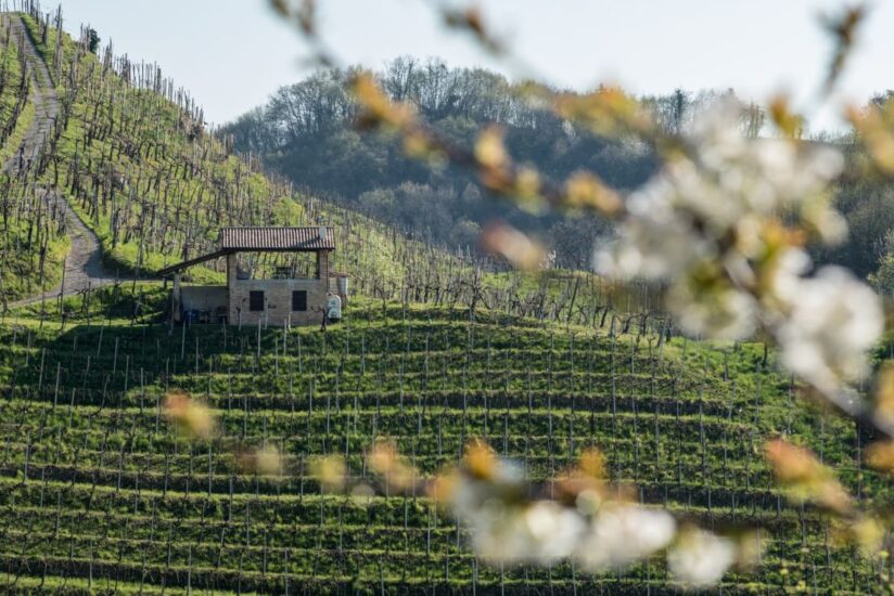 “Primavera del Prosecco” e “Visit Cantina” nelle Colline del Conegliano Valdobbiadene Prosecco Superiore Docg Patrimonio Unesco