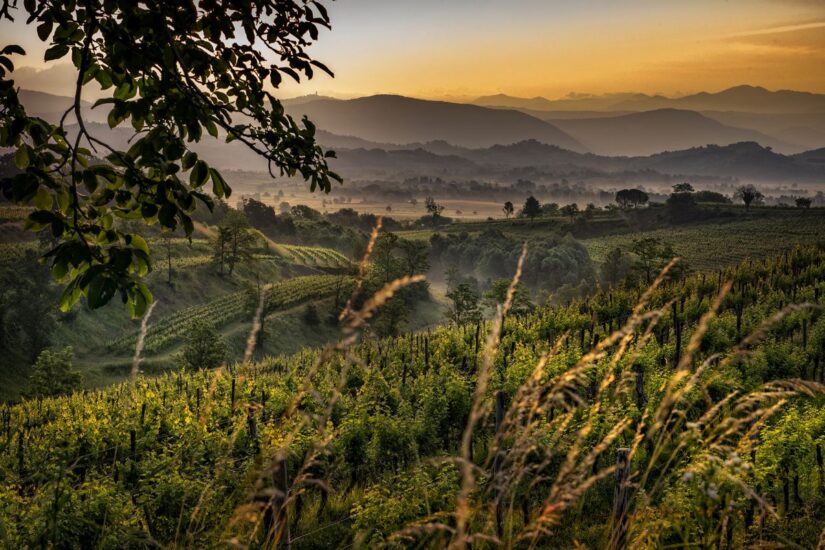 Vigneti italiani (ph: Collio/Marco Felluga)