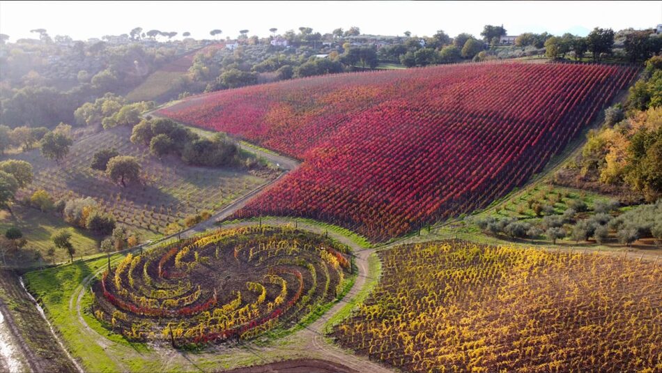 Il vigneto Fibonacci di Quintodecimo di Luigi Moio, in Irpinia