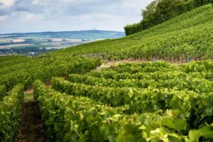 Francia, giù il valore dei vigneti, riflesso delle difficoltà del mercato del vino. I dati Safer