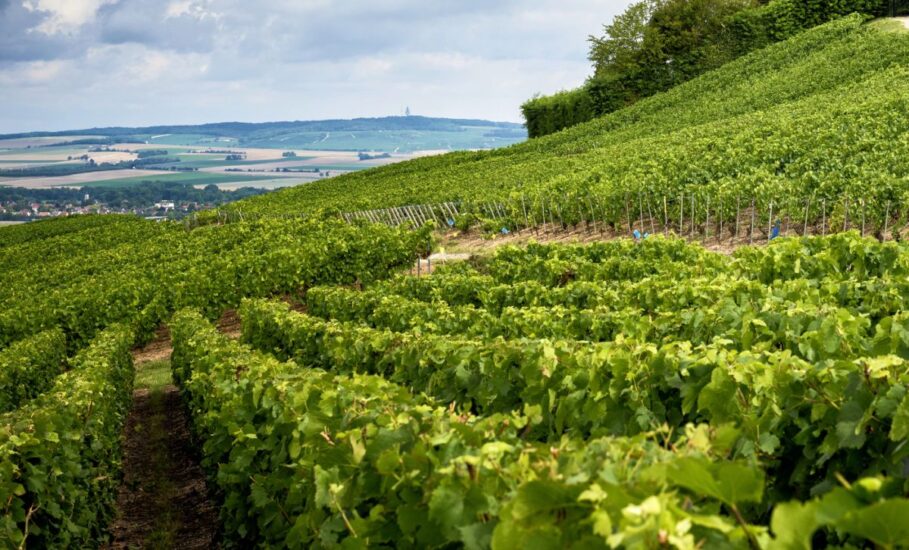 In Champagne un ettaro vale in media 1,1 milioni di euro