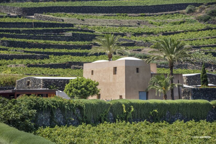 La vite ad alberello di Pantelleria, Patrimonio Unesco (ph: Donnafugata)