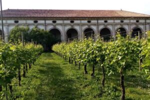 Le suore lasciano il “convento del Prosecco”, la cui produzione potrebbe essere tra le cause Le suore lasciano il “convento del Prosecco”, la cui produzione potrebbe essere tra le cause