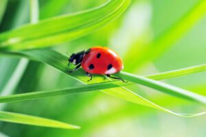 “Difendere la biodiversità significa difendere il futuro”: l’appello di Slow Food Italia “Difendere la biodiversità significa difendere il futuro”: l’appello di Slow Food Italia