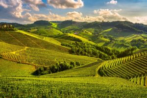 Distretti agroalimentari, export 2024 da record, a 28 miliardi di euro, vino in testa Distretti agroalimentari, export 2024 da record, a 28 miliardi di euro, vino in testa