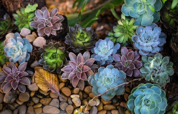AMBIENTE, BIODIVERSITÀ, Essa, Non Solo Vino