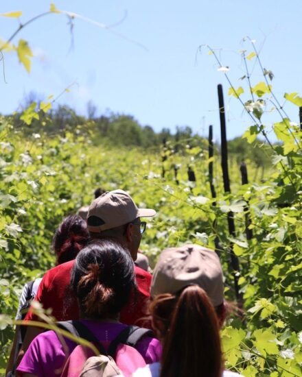 In Oltrepò Pavese, “Scollinando” tra i vigneti con il Club del Buttafuoco Storico 