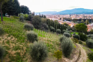 Firenze come Parigi, Londra e Venezia, grazie anche all’“urban vineyard” a Piazzale Michelangelo Firenze come Parigi, Londra e Venezia, grazie anche all’“urban vineyard” a Piazzale Michelangelo