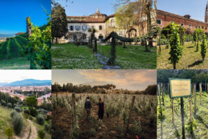 Vigne urbane che passione: sono 157 (per 600 ettari) nelle grandi città di 35 Paesi del mondo Vigne urbane che passione: sono 157 (per 600 ettari) nelle grandi città di 35 Paesi del mondo