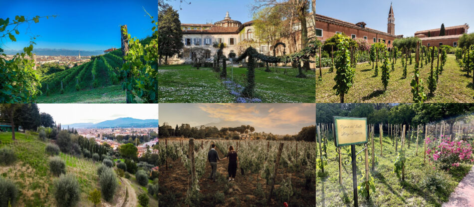 Le vigne urbane in Italia