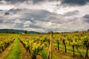Il climate change colpisce di più il vino europeo: nei vigneti italiani due gradi in più dal 1980 Il climate change colpisce di più il vino europeo: nei vigneti italiani due gradi in più dal 1980