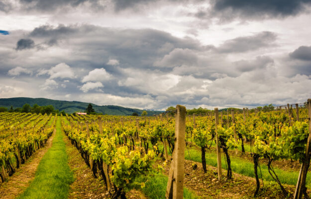 CAMBIAMENTO CLIMATICO, CLIMA, CLIMATE CHANGE, VIGNETI, vino, Mondo