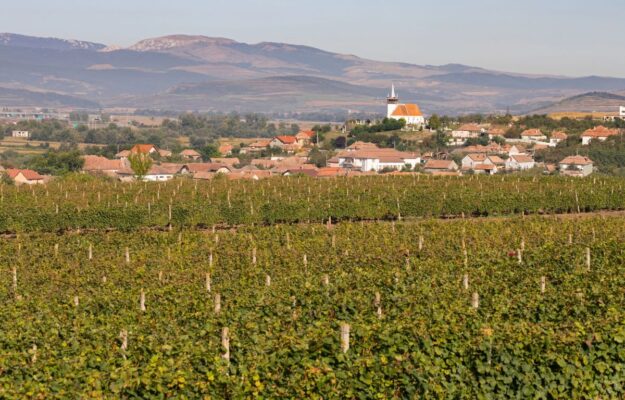 ABITANTI, AMERICA ASSOCIATION OF WINE ECONOMISTS, CANTINE, EUROSTAT, ROMANIA, UE, Mondo