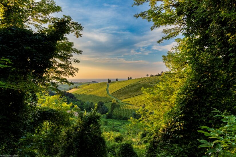 “Window in the Vineyard” di Alessandro Anglisani