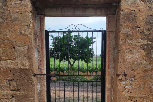 I Quaderni di WineNews - La Sicilia