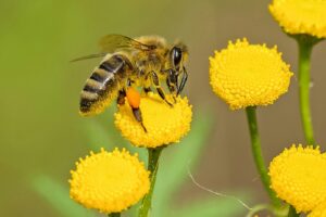 Vignaioli e apicoltori uniti per la biodiversit&agrave;: i vigneti sradicati diventano &ldquo;riserve&rdquo; per le api