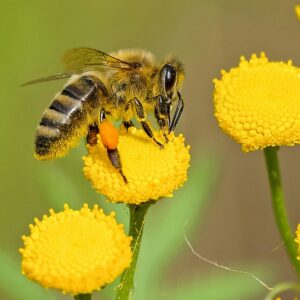 Una firma in difesa dell&rsquo;ambiente: al via la petizione lanciata da oltre 40 organizzazioni