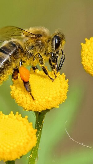 Una firma in difesa dell&rsquo;ambiente: al via la petizione lanciata da oltre 40 organizzazioni