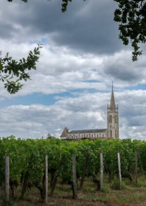 Ristrutturazione dei vigneti estirpati, un fondo da 20 milioni di euro in aiuto di Bordeaux