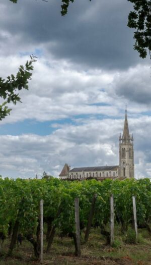 Ristrutturazione dei vigneti estirpati, un fondo da 20 milioni di euro in aiuto di Bordeaux
