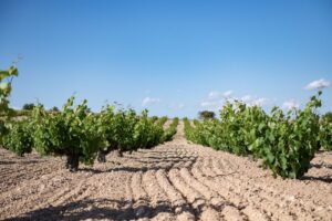 Vignerons italiani alla conquista della Spagna: Fantini Wines rileva la cantina ex Venta la Vega Vignerons italiani alla conquista della Spagna: Fantini Wines rileva la cantina ex Venta la Vega
